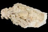 Fossil Crab (Potamon) Preserved in Travertine - Turkey #145048-3
